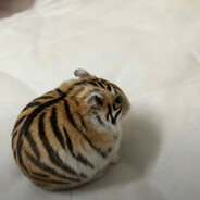 Avatar de tigr
